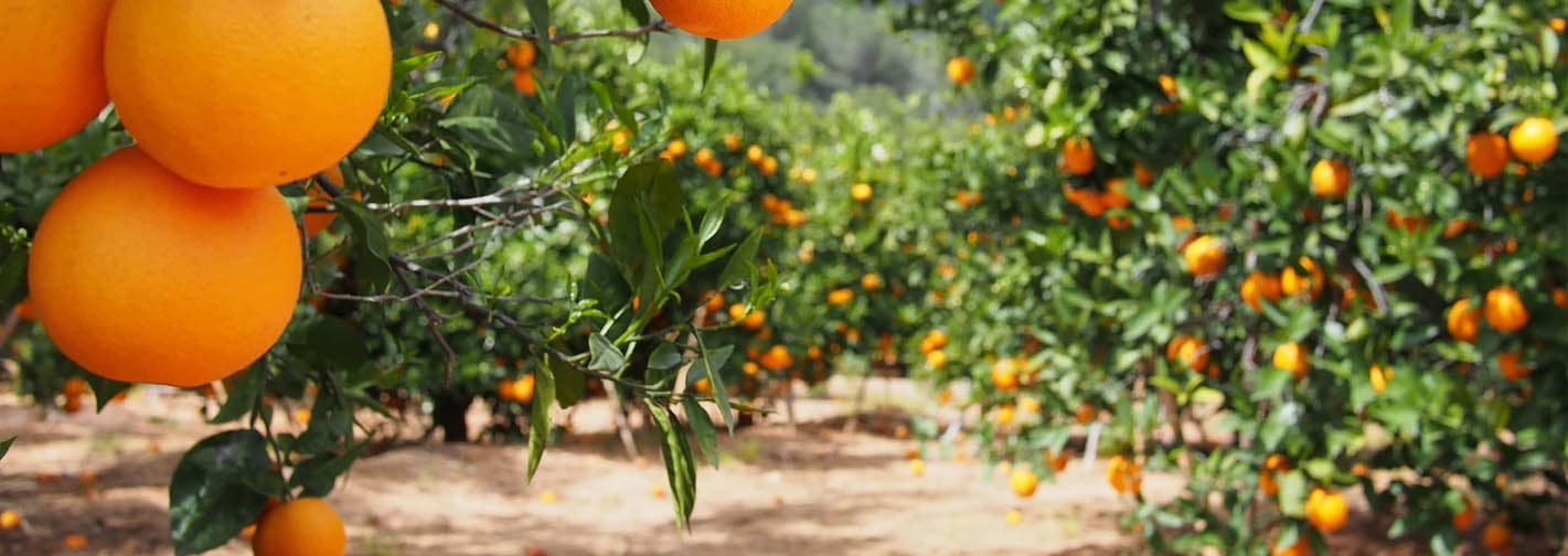 sinaasappels-aan-de-bomen